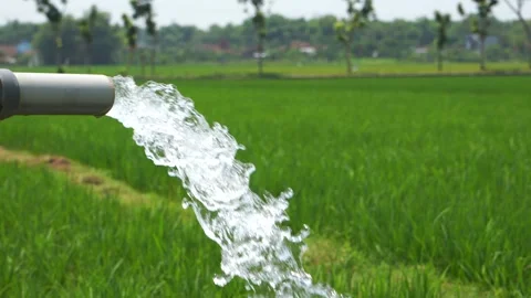 Irrigation of rice fields using pump. Stock Footage 331841905
