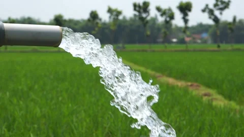 Irrigation of rice fields using pump. Vídeos de archivo 331841921