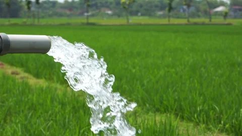 Irrigation of rice fields using pump. Vídeo Stock 331842014