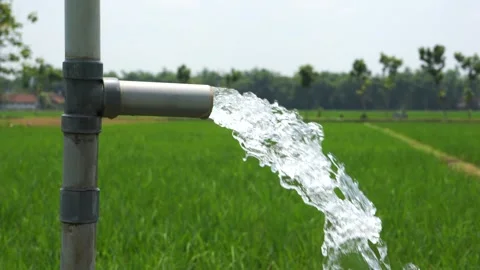 Irrigation of rice fields using pump. 库存影片 331842015