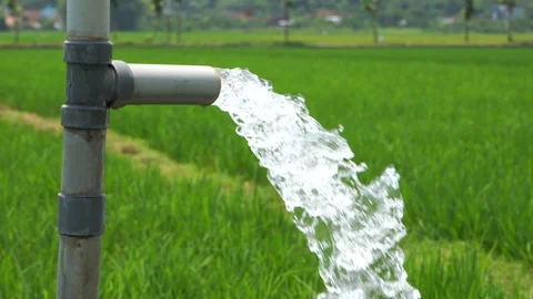 Irrigation of rice fields using pump. Vídeos de archivo 331842033
