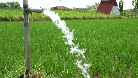 Irrigation of rice fields using pump. 库存影片 331842192