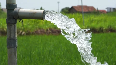 Irrigation of rice fields using pump. Vídeos de archivo 331842206