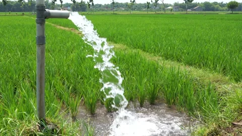 Irrigation of rice fields using pump. Vídeos de archivo 331842270
