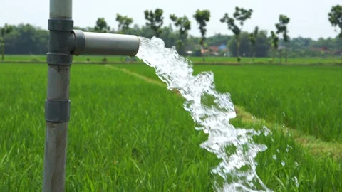 Irrigation of rice fields using pump. 库存影片 331842331