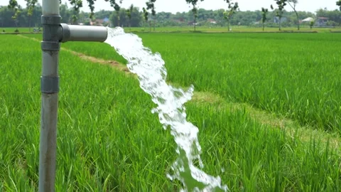 Irrigation of rice fields using pump. Vídeos de archivo 331842363