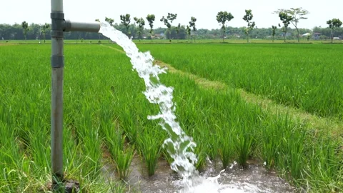 Irrigation of rice fields using pump. Vídeos de archivo 331842374