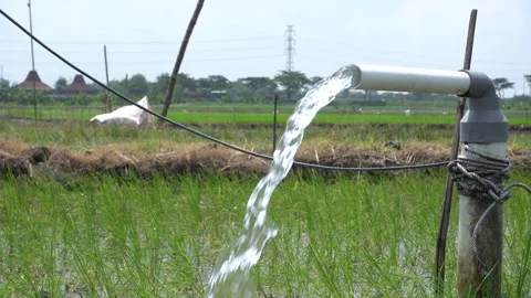 Irrigation of rice fields using pump. Vídeos de archivo 333076248