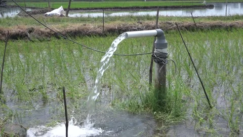 Irrigation of rice fields using pump. Vídeos de archivo 333076280