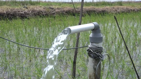 Irrigation of rice fields using pump. 库存影片 333076285