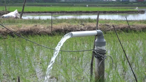 Irrigation of rice fields using pump. 库存影片 333076286