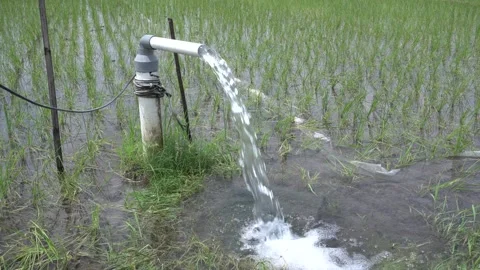 Irrigation of rice fields using pump. Vídeos de archivo 333076293