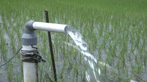 Irrigation of rice fields using pump. Vídeos de archivo 333076310