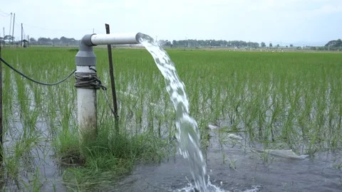 Irrigation of rice fields using pump. Vídeos de archivo 333076363