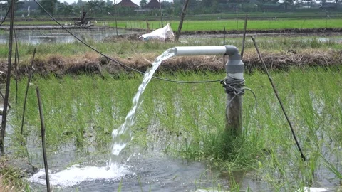Irrigation of rice fields using pump. 動画素材 333076384