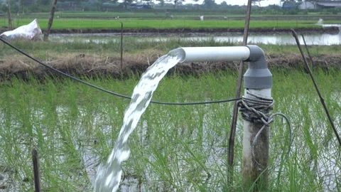 Irrigation of rice fields using pump. Vídeos de archivo 333076415