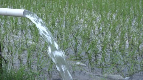 Irrigation of rice fields using pump. Vídeos de archivo 333076446