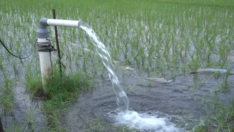 Irrigation of rice fields using pump. Stock Footage 333076472