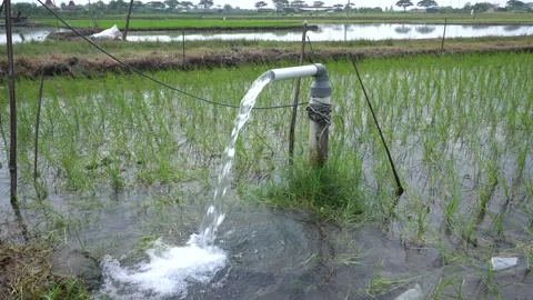 Irrigation of rice fields using pump. Stock Footage 333076527