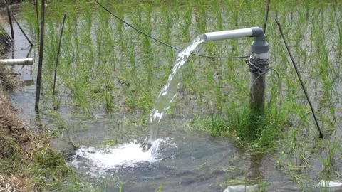 Irrigation of rice fields using pump. 動画素材 333076617
