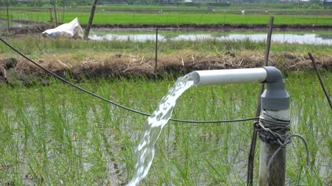 Irrigation of rice fields using pump. Vídeos de archivo 333076720