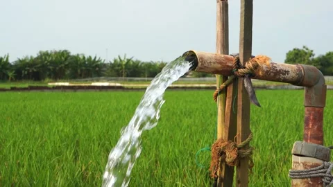 Irrigation of rice fields using pump. Stock Footage 333179434