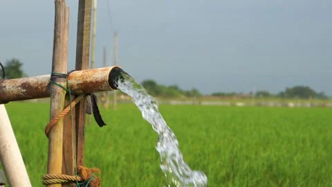 Irrigation of rice fields using pump. 库存影片 333179435