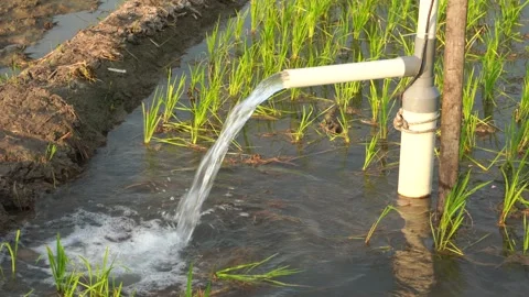 Irrigation of rice fields using pump. Stock Footage 333179465