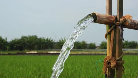 Irrigation of rice fields using pump. Stockbeeldmateriaal 333179663