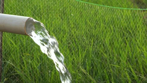 Irrigation of rice fields using pump. Vídeos de archivo 333179877