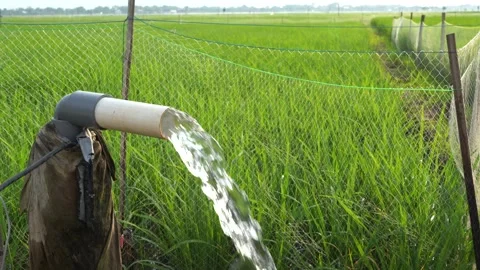 Irrigation of rice fields using pump. Stock Footage 333180034
