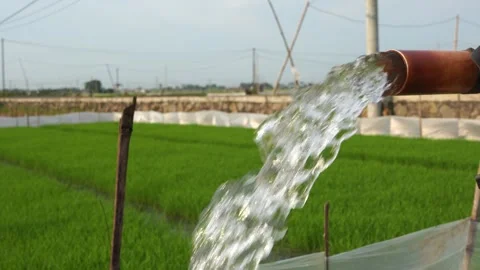 Irrigation of rice fields using pump. Vídeos de archivo 333180220
