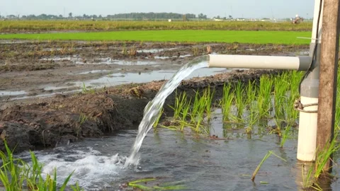 Irrigation of rice fields using pump. 库存影片 333180696