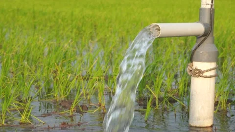 Irrigation of rice fields using pump. Stock Footage 333180935