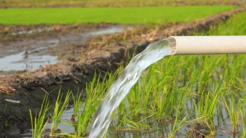 Irrigation of rice fields using pump. Vídeos de archivo 333181157