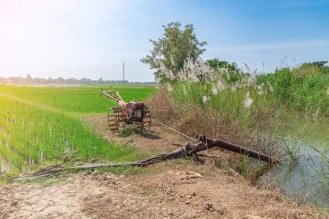 Irrigation of rice fields using walking tractor run pump wells. Stock Photos