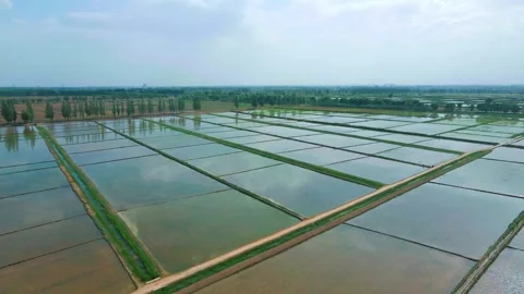 Irrigation of rice paddy fields 動画素材 258084761