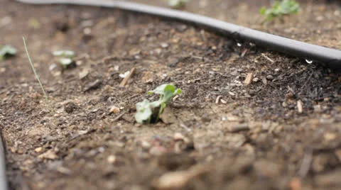 Irrigation in small garden 스톡 동영상 23116289