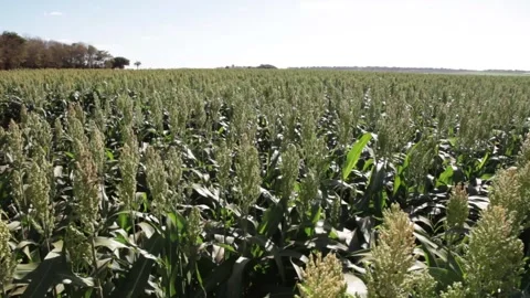 Irrigation in the sorghum plantation Stock Footage 158403167