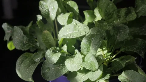 Irrigation (spraying) of arugula in a pot in the kitchen. Watering. Stock Footage 89275830