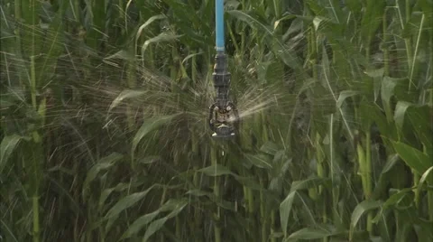 Irrigation Sprinkler Head Close Up Video stock 39982856