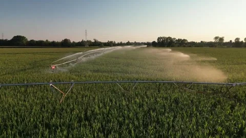 Irrigation Sprinkler Systems Are Working In corn Field. Aerial View Video Stock Footage 249173274