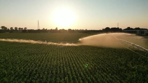 Irrigation Sprinkler Systems Are Working In corn Field. Aerial View Video Stock Footage 249173804