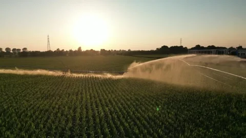 Irrigation Sprinkler Systems Are Working In corn Field. Aerial View Video Stock Footage 249173806