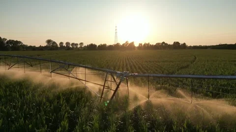 Irrigation Sprinkler Systems Are Working In corn Field. Aerial View Video Stock Footage 249174112