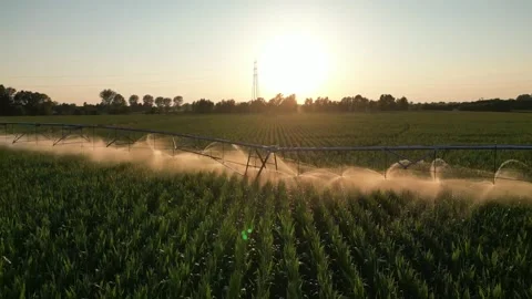 Irrigation Sprinkler Systems Are Working In corn Field. Aerial View Video Stock Footage 249174344