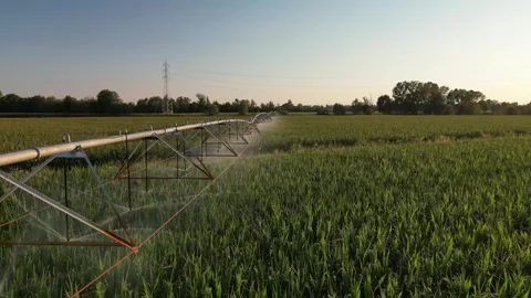 Irrigation Sprinkler Systems Are Working In corn Field. Aerial View Video Stock Footage 249174523