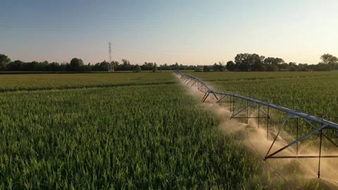 Irrigation Sprinkler Systems Are Working In corn Field. Aerial View Video Stock Footage 249179100