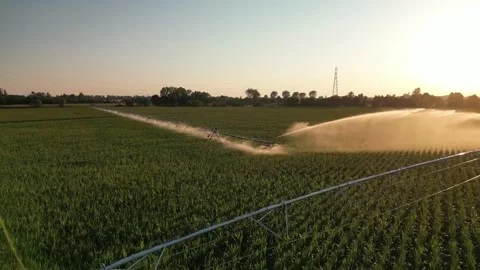 Irrigation Sprinkler Systems Are Working In corn Field. Aerial View Video Stock Footage 249179113