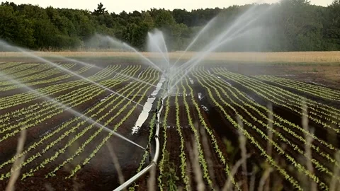 Irrigation sprinkler systems work in the vegetable field. Stock Footage 229544112